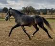 Caballo entero Lusitano En venta 2022 Tordo