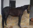 Caballo entero PRE Pura Raza Española En venta 2024 Negro