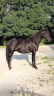 Caballo entero Quarter Horse En venta 2023 Negro