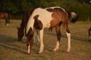 Caballo castrado Caballo de Silla En venta 2025 P&iacute;o por Conte Bellini