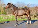 Caballo castrado Zangersheide En venta 2021 Bayo por IMAGINATION VAN ‘T WINKENSHOF Z