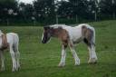 Potranca Gypsy Cob En venta 2025 Pío