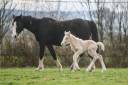 Potranca Gypsy Cob En venta 2025 Palomino