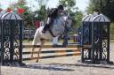 Caballo castrado PFS Poni Françés de Silla En venta 2017 Tordo