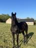 Yegua Silla Francés En venta 2023 Bayo moreno por HEROE DE CAFENY