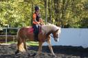 eQ Galeta, poni C haflinger