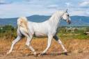 Caballo castrado Lipizzano En venta 2014 Blanco