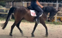 Caballo castrado Poni de Silla Ingl&eacute;s En venta 2018 Bayo moreno por GREENGAGE  FOOL