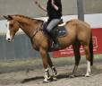 Caballo castrado Zangersheide En venta 2013 Alaz&aacute;n