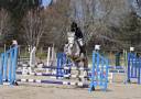 Caballo castrado PFS Poni Fran&ccedil;&eacute;s de Silla En venta 2018 Tordo