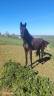 Potranca sBs Caballo de Deporte Belga En venta 2024 Negro por D humbra de la hart