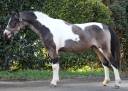 Caballo castrado Welsh Part Bred En venta 2023 P&iacute;o
