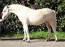 Caballo entero Welsh Poni (Secci&oacute;n A) En venta 2024 Palomino