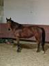 Yegua Silla Franc&eacute;s En venta 2015 Bayo
