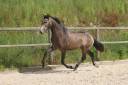 Caballo entero Lusitano En venta 2023 Tordo por MAGISTRAL DE LA COMBE