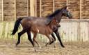Yegua de ganader&iacute;a Trakehner En venta 2010 Bayo moreno por SOLERO