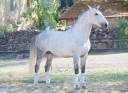 Caballo entero Lusitano En venta 2014 Tordo