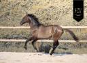 Caballo entero KWPN Caballo de Deporte Neerland&eacute;s En venta 2024 Grullo por i don malagueno