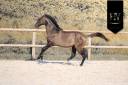 Caballo entero KWPN Caballo de Deporte Neerland&eacute;s En venta 2024 Grullo por i don malagueno