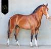Potro Lusitano En venta 2024 Bayo por Ouro JLC