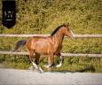Potro Lusitano En venta 2024 Bayo por Ouro JLC