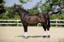 Caballo castrado KWPN Caballo de Deporte Neerland&eacute;s En venta 2015 Bayo moreno