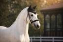 Yegua Lusitano En venta 2014 Blanco