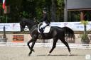 Caballo castrado Silla Franc&eacute;s En venta 2012 Negro