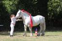 Semental Percheron En venta 2017 Tordo por vasco de theuret