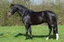 Semental Connemara En venta 2013 Bayo por POETIC JUSTICE (IE)