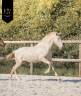 Potro Lusitano En venta 2025 Crema por Ouro JCL