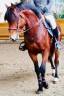 Caballo castrado PFS Poni Fran&ccedil;&eacute;s de Silla En venta 2009 Bayo