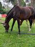 Yegua Silla Franc&eacute;s En venta 2007 Bayo moreno