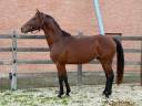 Caballo castrado KWPN Caballo de Deporte Neerland&eacute;s En venta 2022 Bayo