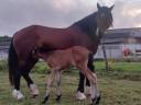Caballo castrado Welsh Part Bred En venta 2025 Bayo