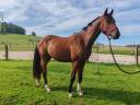 Caballo castrado Silla Franc&eacute;s En venta 2022 Bayo por Diarado &ndash; Holst