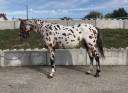 Caballo castrado AES Anglo European Studbook En venta 2022 Appaloosa