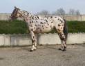 Caballo castrado AES Anglo European Studbook En venta 2022 Appaloosa