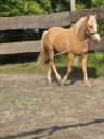 Caballo castrado PFS Poni Fran&ccedil;&eacute;s de Silla En venta 2022 Palomino por Vertigo de Ch&acirc;telain
