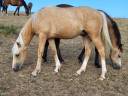 Caballo castrado PFS Poni Fran&ccedil;&eacute;s de Silla En venta 2022 Palomino por Vertigo de Ch&acirc;telain