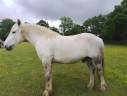 Caballo castrado Percheron En venta 2021 Tordo por drageur du caroi