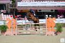 Caballo castrado sBs Caballo de Deporte Belga En venta 2016 Bayo