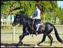 Caballo castrado PRE Pura Raza Espa&ntilde;ola En venta 2015 Negro