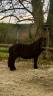 Caballo castrado Shetland En venta 2022 Bayo moreno por Cromignon d&rsquo;Alix