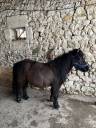 Potranca Shetland En venta 2023 Bayo moreno por Cromignon d&rsquo;Alix