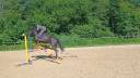 Caballo entero Silla Franc&eacute;s En venta 2022 Negro por Glasgow van het Merelsnest