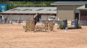 Caballo entero Silla Franc&eacute;s En venta 2022 Negro por Glasgow van het Merelsnest