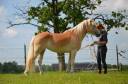 Yegua Haflinger En venta 2012 Alaz&aacute;n por liz Alcantara