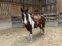 Caballo castrado Paint Horse En venta 2020 Tobiano