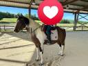 Caballo castrado Paint Horse En venta 2020 Tobiano